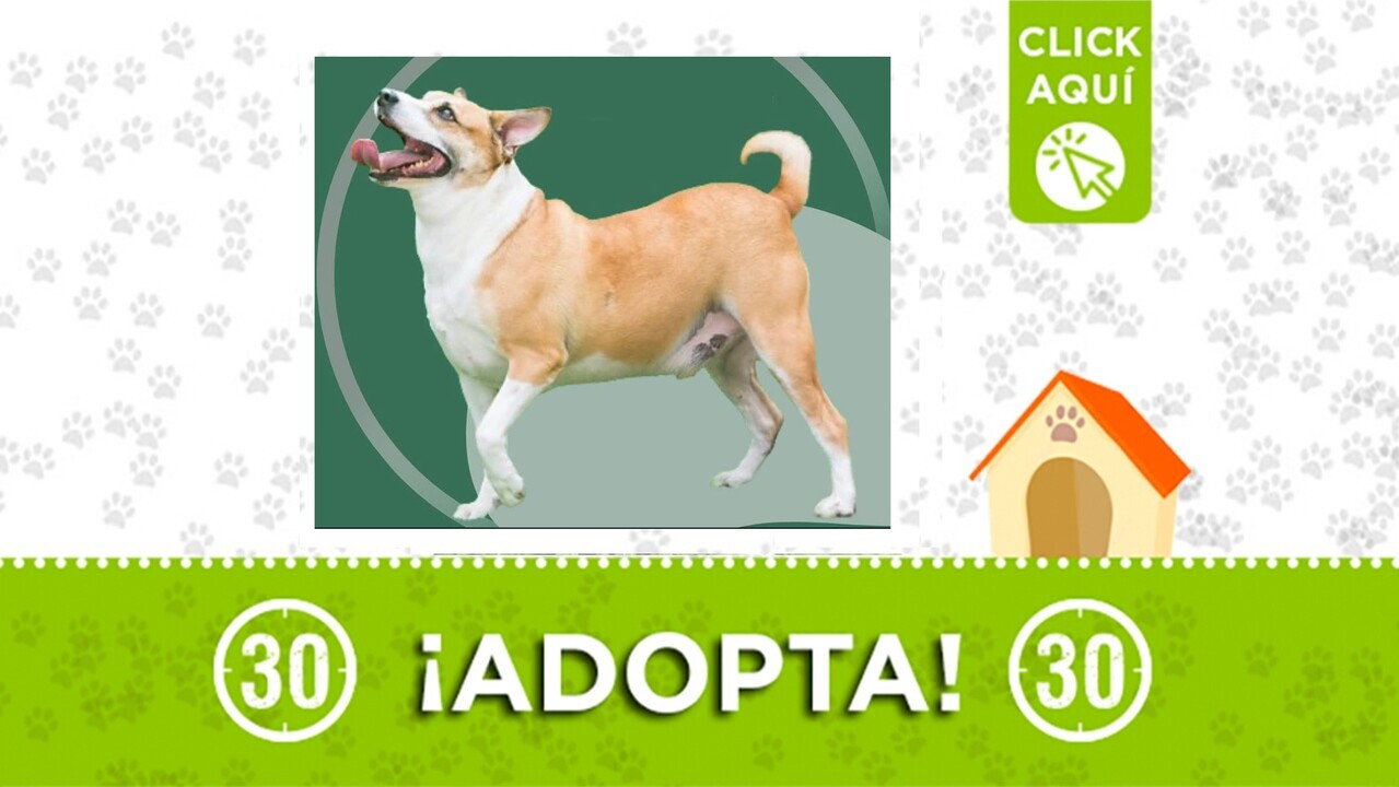 El amoroso Lukas busca con urgencia un hogar definitivo