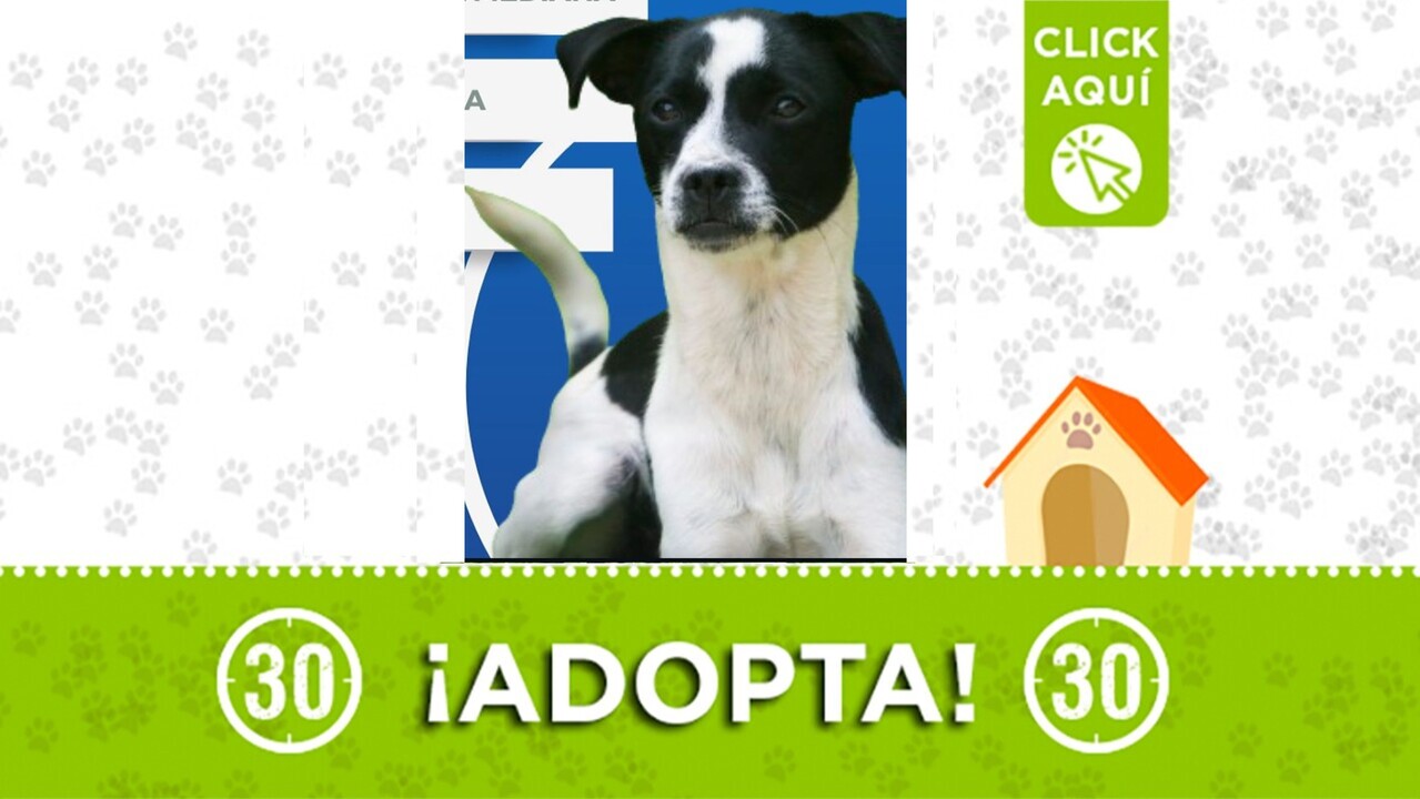 Te tenemos una oportunidad de oro: Sasha busca hacer parte de tu familia y amarte «para toda la vida»