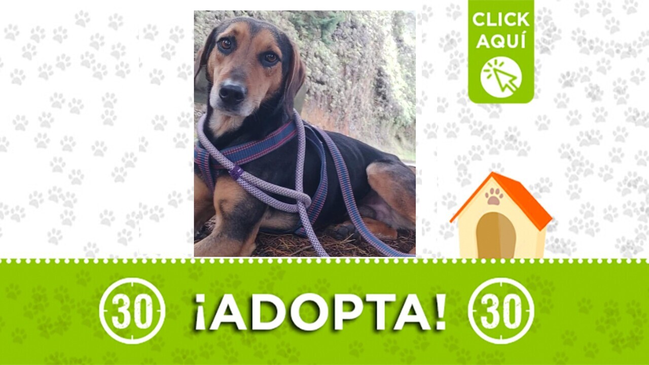 Dalton está listo para darte amor ¿lo adoptas?