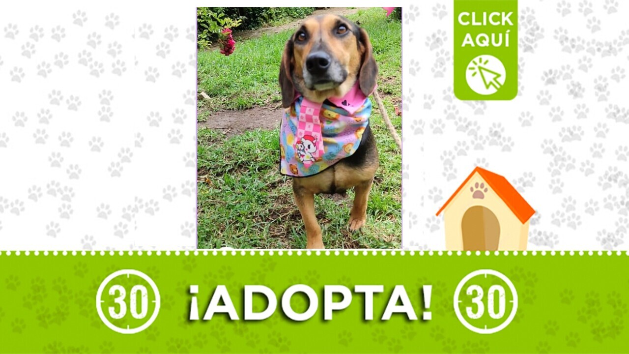 ¿Buscas una compañera de vida fiel y amorosa? ¡Conoce a Kora!