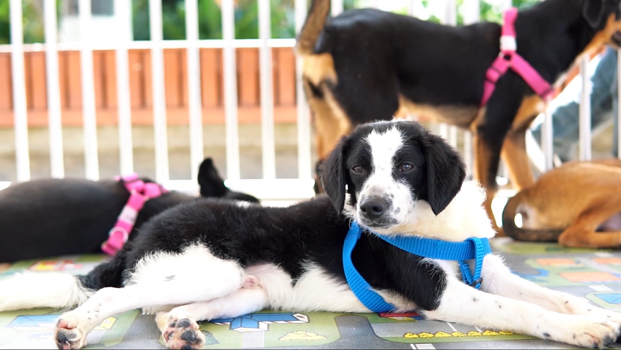 Este fin de semana será la última adoptatón del año en Medellín; hay mascotas hermosas buscando hogar