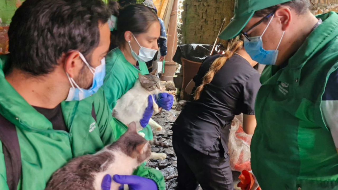 Rescatan 30 animales en deplorable abandono dentro de una casa en Bogotá