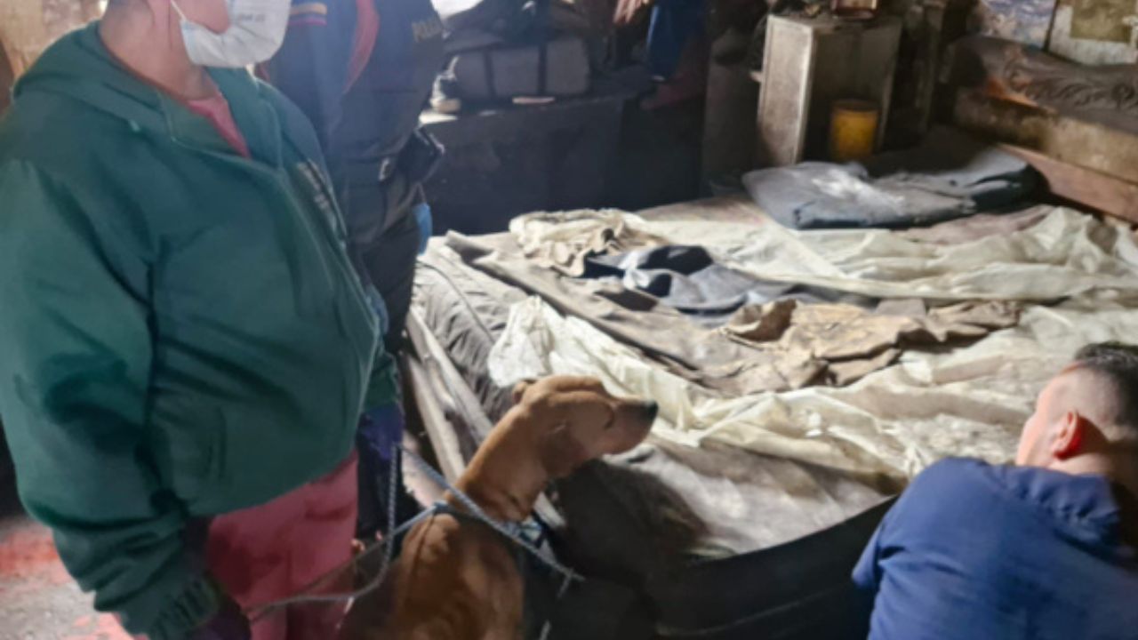 Rescatan 30 animales en deplorable abandono dentro de una casa en Bogotá