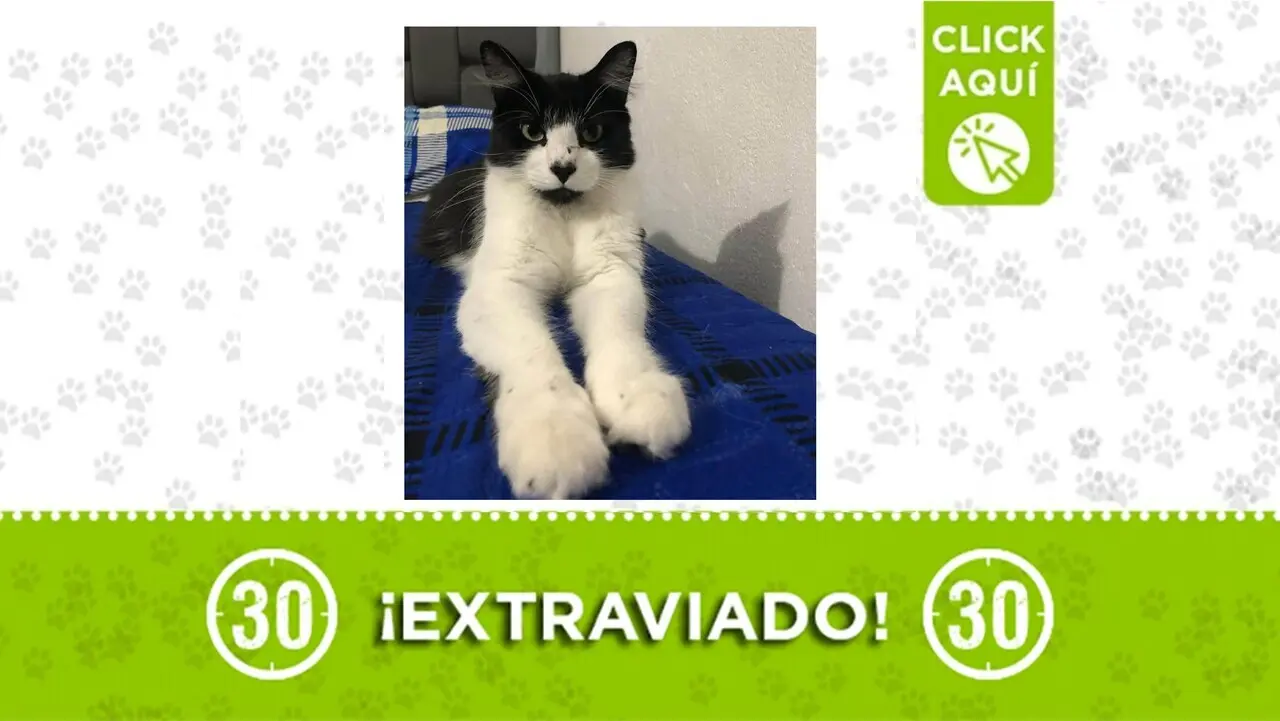 El gatito Apolo se perdió en Robledo Aures ¿Lo has visto?