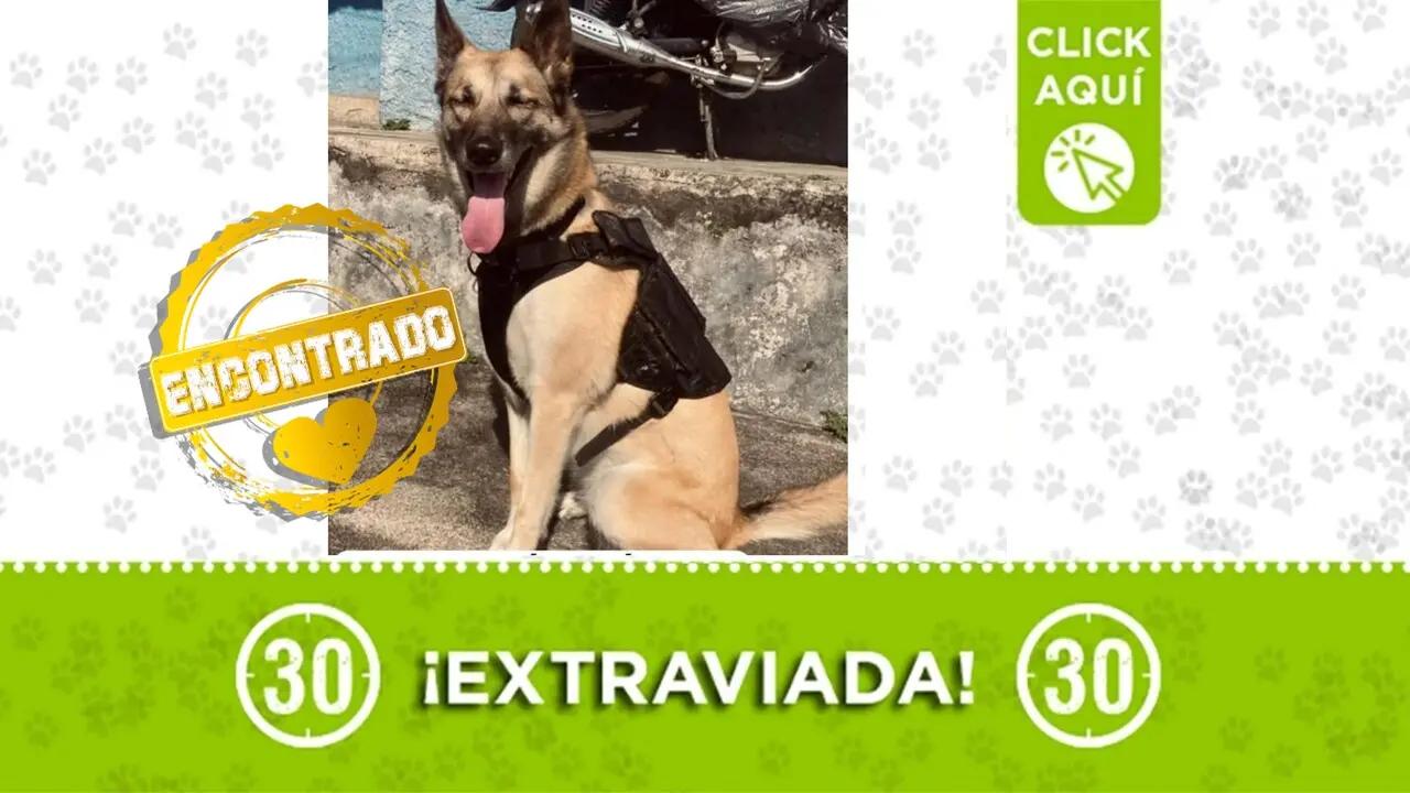¡Eso fue rapidito! Blondi ya está de regreso en su hogar