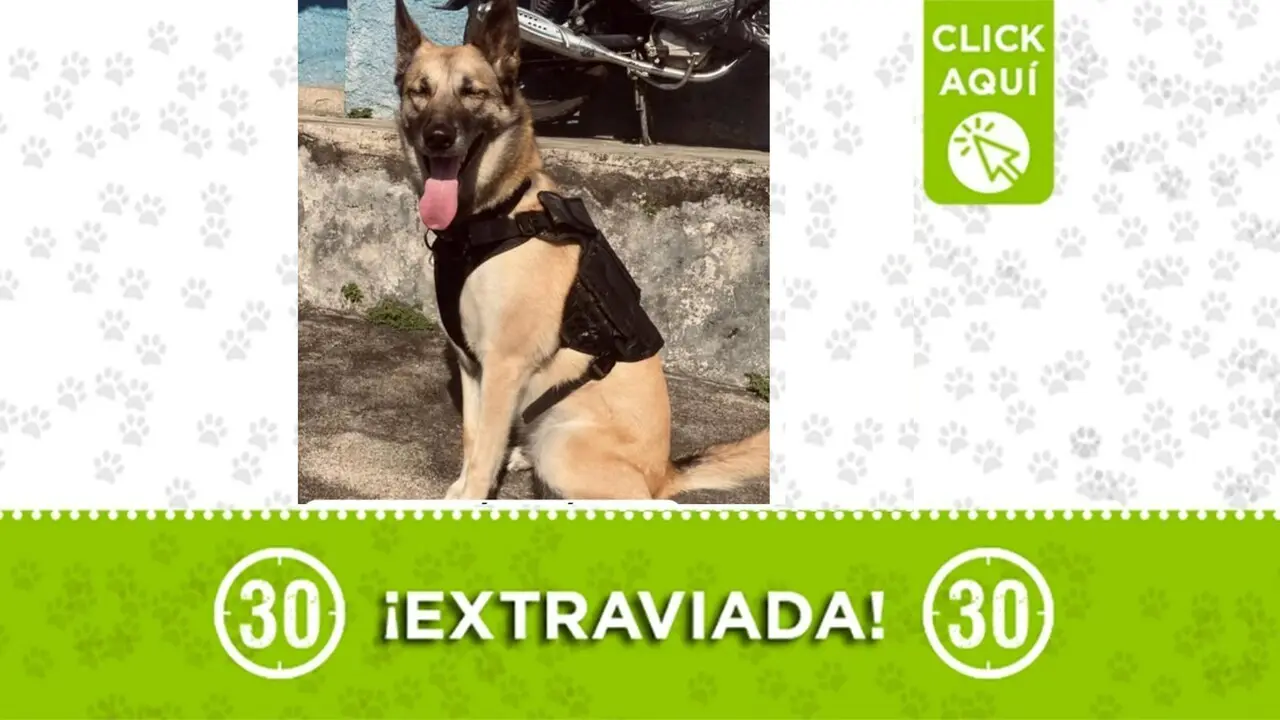 Buscamos a Blondi, la pastor belga se perdió en el barrio París