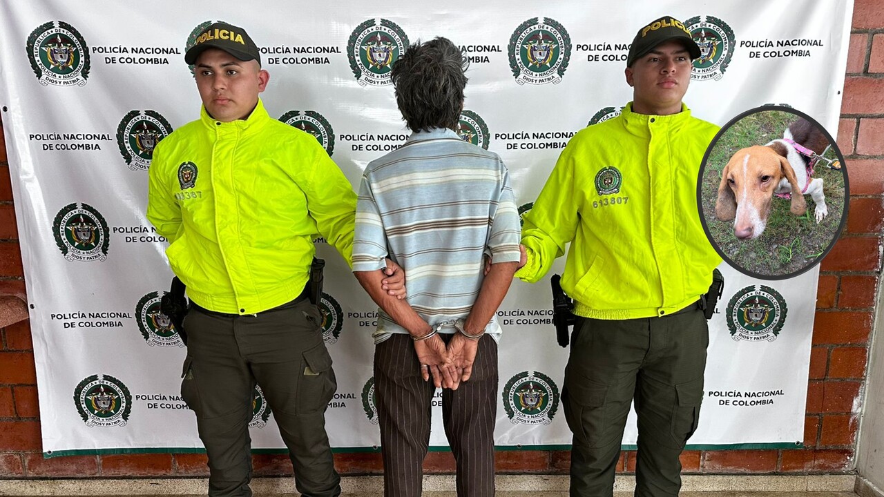 Rescatan dos perritos en Dabeiba por maltrato y abuso sexual: el dueño enfrenta cargos