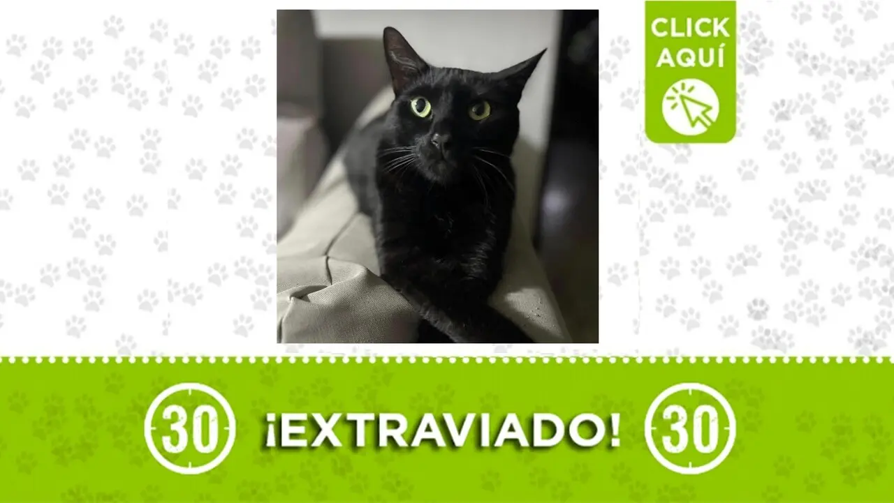 Carbón se perdió: el gatico se esfumó en Pedregal