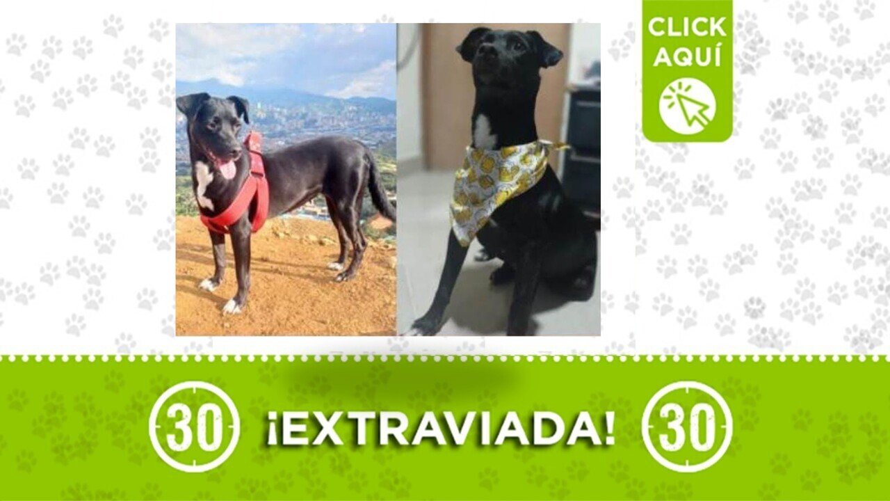 ¡Urgente! «Negra» desapareció en la Vereda Ajizal de Itagüí y requiere Medicamentos