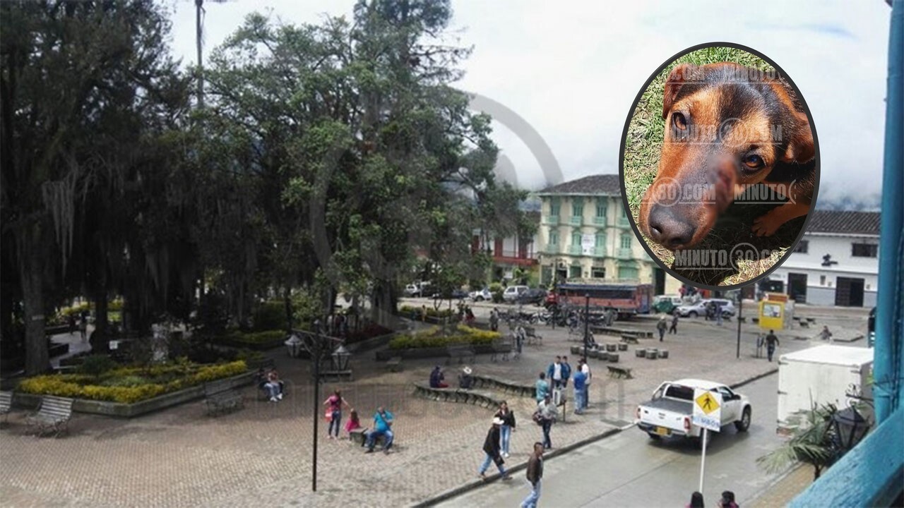 A «Fortuna» le dieron un machetazo en la carita: en Sonsón buscan a su agresor