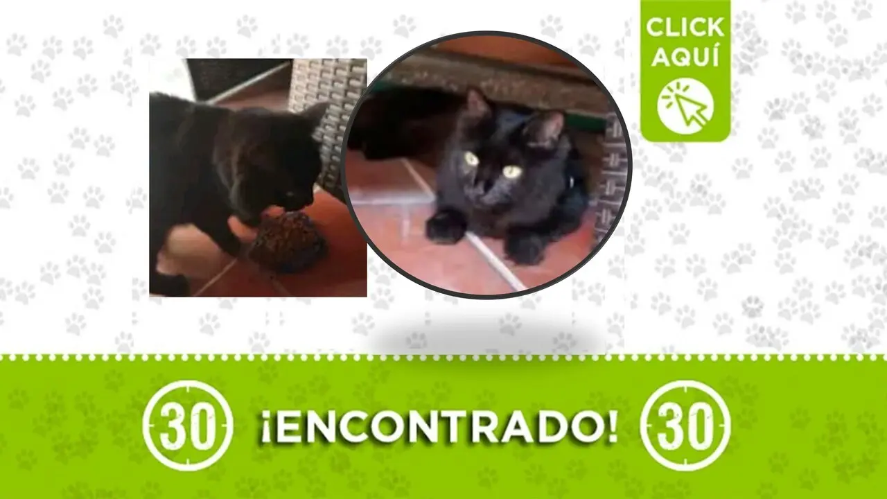 Gatico con arnés deambula solito por Belén Fátima ¿es tuyo?