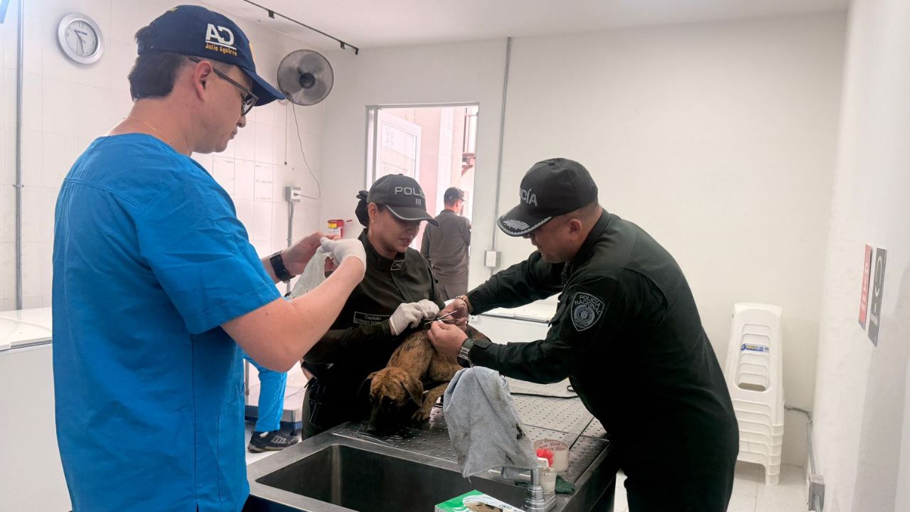 Llegó con un perro: Se entregó el hombre que golpeó brutalmente a canino en Antioquia