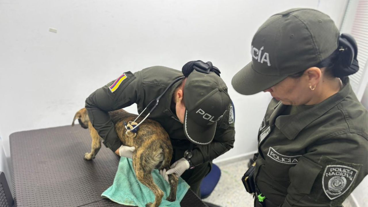 Llegó con un perro: Se entregó el hombre que golpeó brutalmente a canino en Antioquia