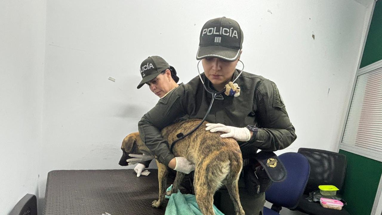 Llegó con un perro: Se entregó el hombre que golpeó brutalmente a canino en Antioquia