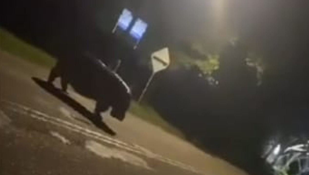 Siguen los impresionantes «avistamientos» en carreteras de Doradal