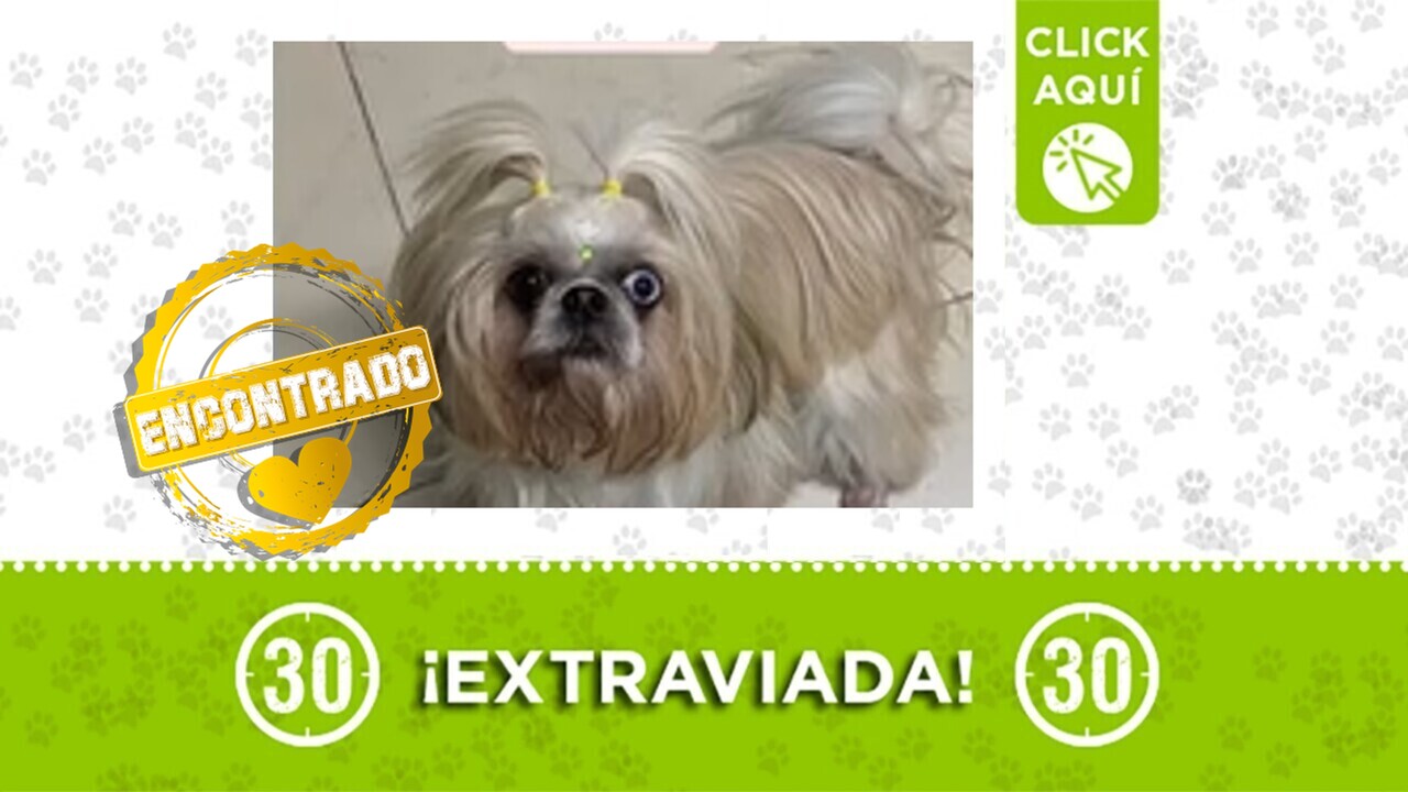 ¡Qué emoción! Julieta, la perrita de Campo Amor, está de regreso en su hogar