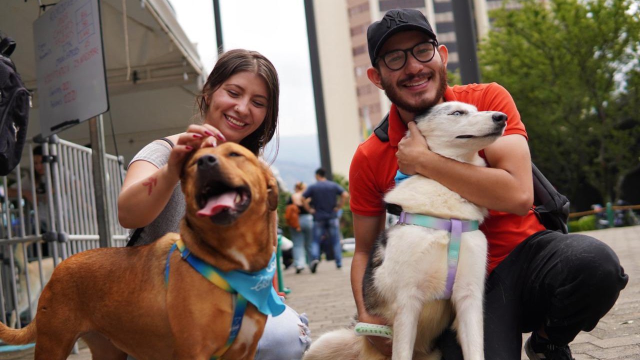 ¡Qué emoción, todos encontraron familia! Adoptatón logra hogar para 80 perros y gatos de La Perla