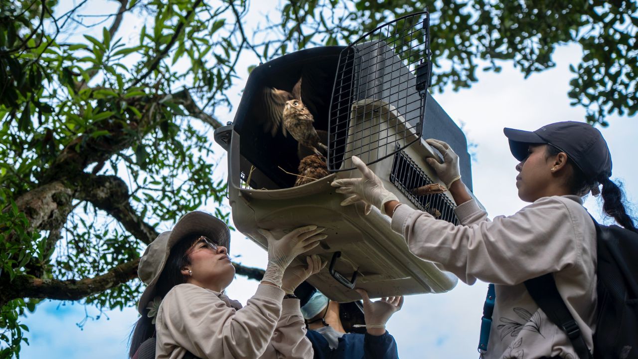Zarigüeyas, búhos y gavilanes vuelven a volar: liberaron 68 animales silvestres en Bello
