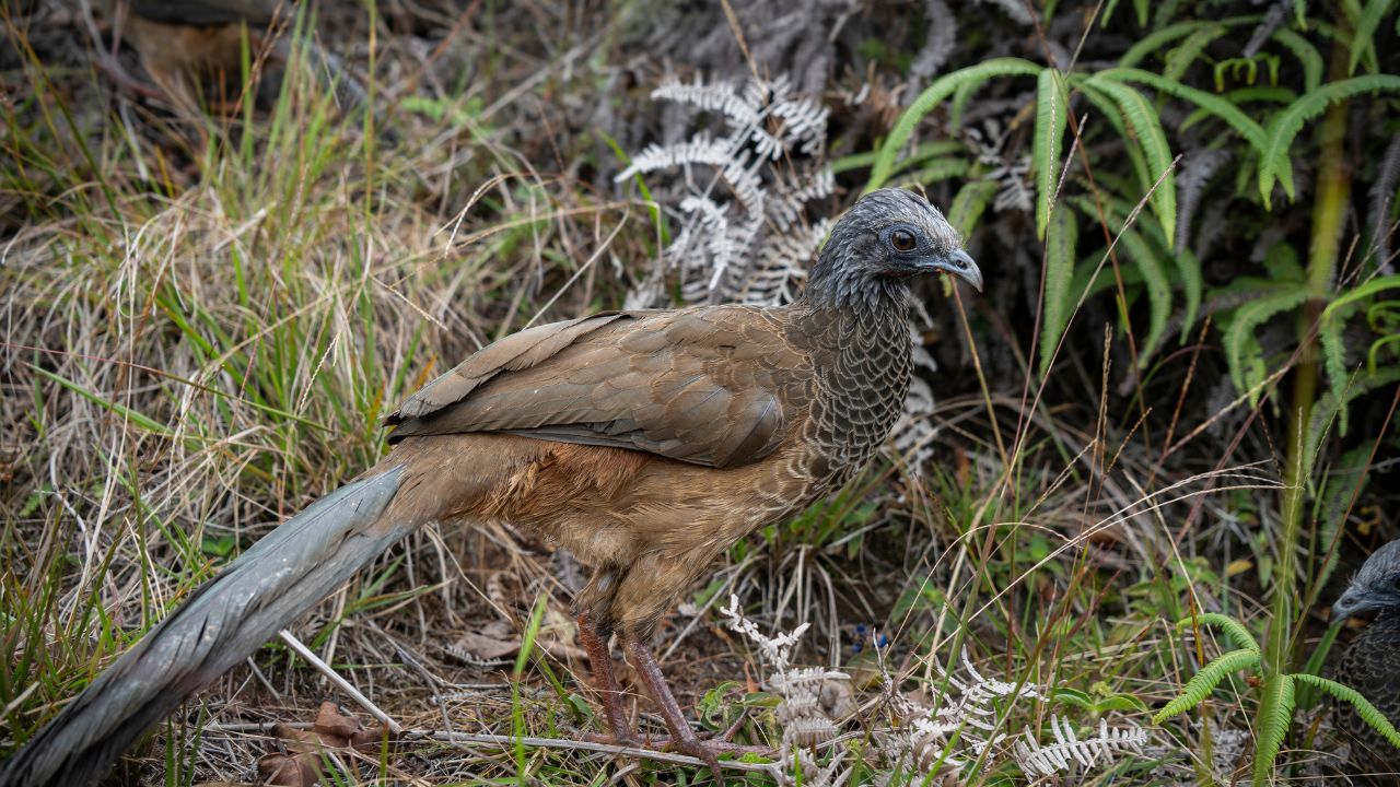 Zarigüeyas, búhos y gavilanes vuelven a volar: liberaron 68 animales silvestres en Bello