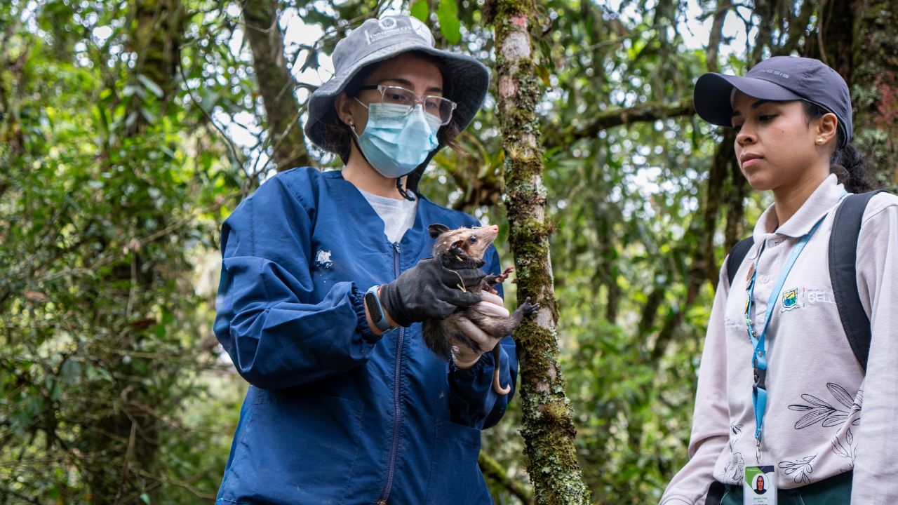 Zarigüeyas, búhos y gavilanes vuelven a volar: liberaron 68 animales silvestres en Bello