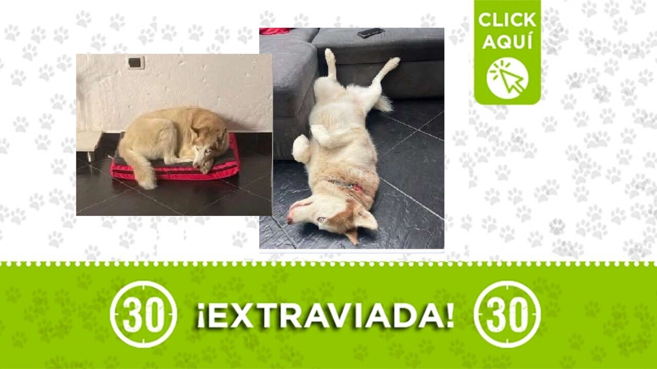 Luna está perdida desde el sábado y su familia la busca por Copacabana