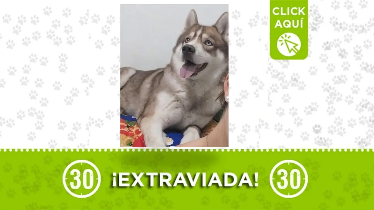 Lupe, una hermosa husky siberiana, se perdió en Itagüí y su familia la busca ¿la viste?