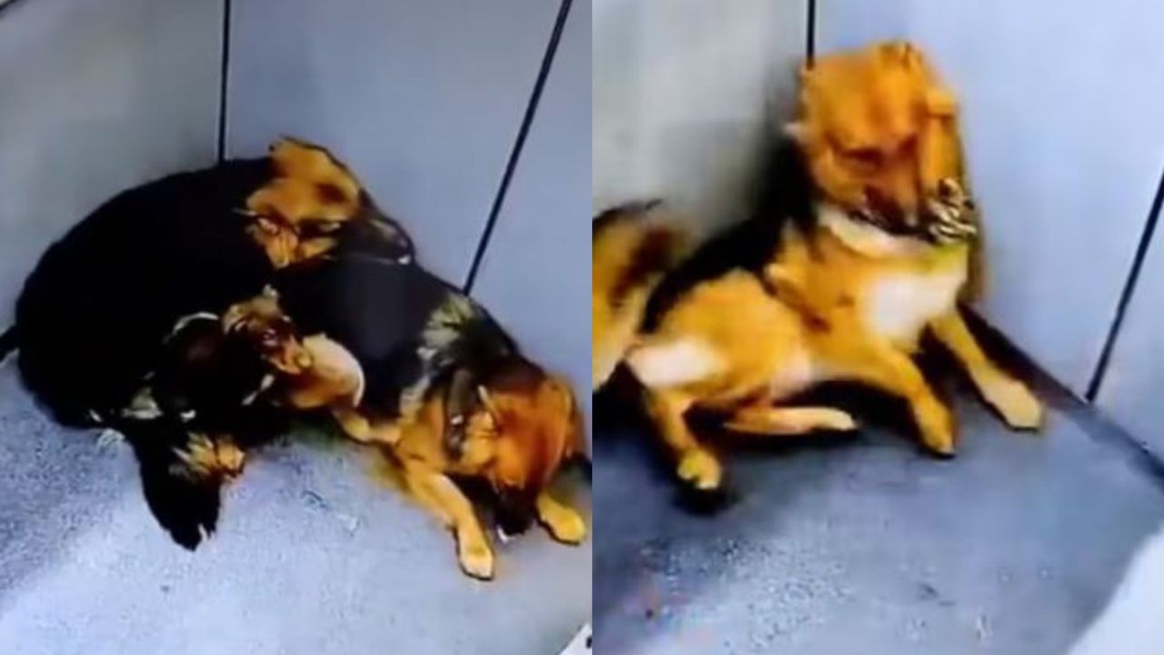 Indignación en La Estrella: video muestra brutal maltrato a tres perros dentro de un ascensor