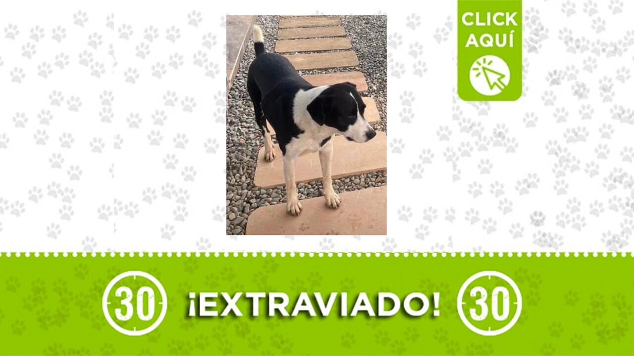 Manchas se perdió en Sopetrán y su familia lo busca ¿nos ayudas?