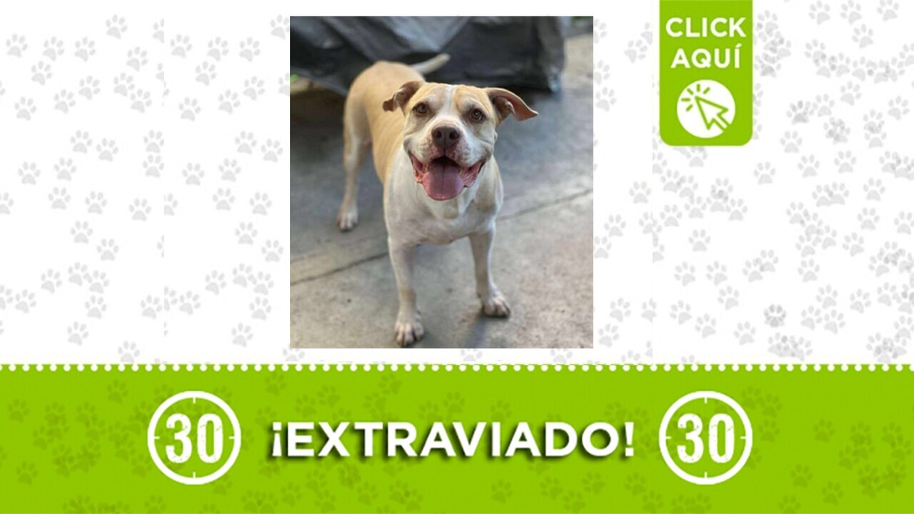 Memo está perdido y al parecer se lo llevaron en un taxi ¿lo ha visto?