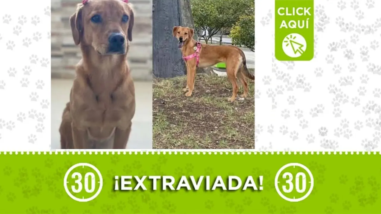 Moana se perdió en Bello: su familia la busca