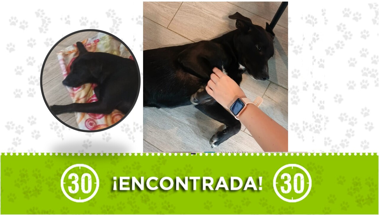 ¿Se le perdió la perrita por la Estación Madera? Esta hermosa negrita fue encontrada solita esta madrugada