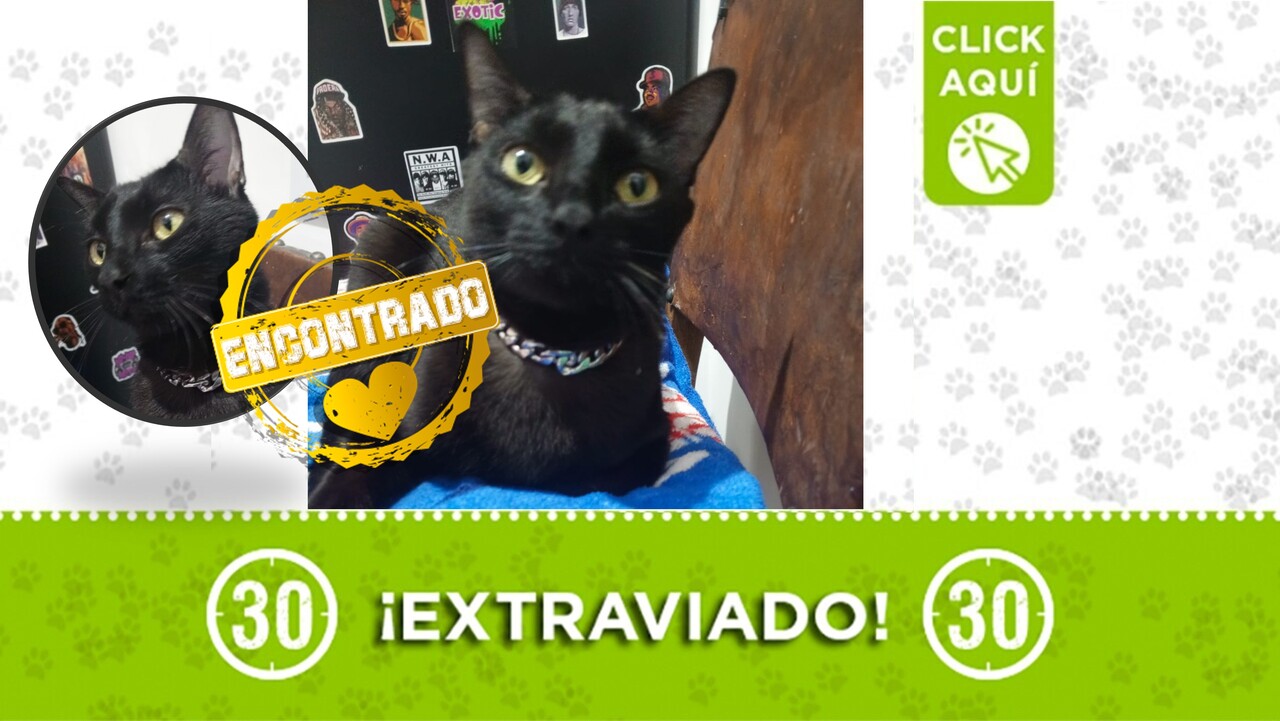 Orión, con todo y cadenita, apareció: ya está con su familia