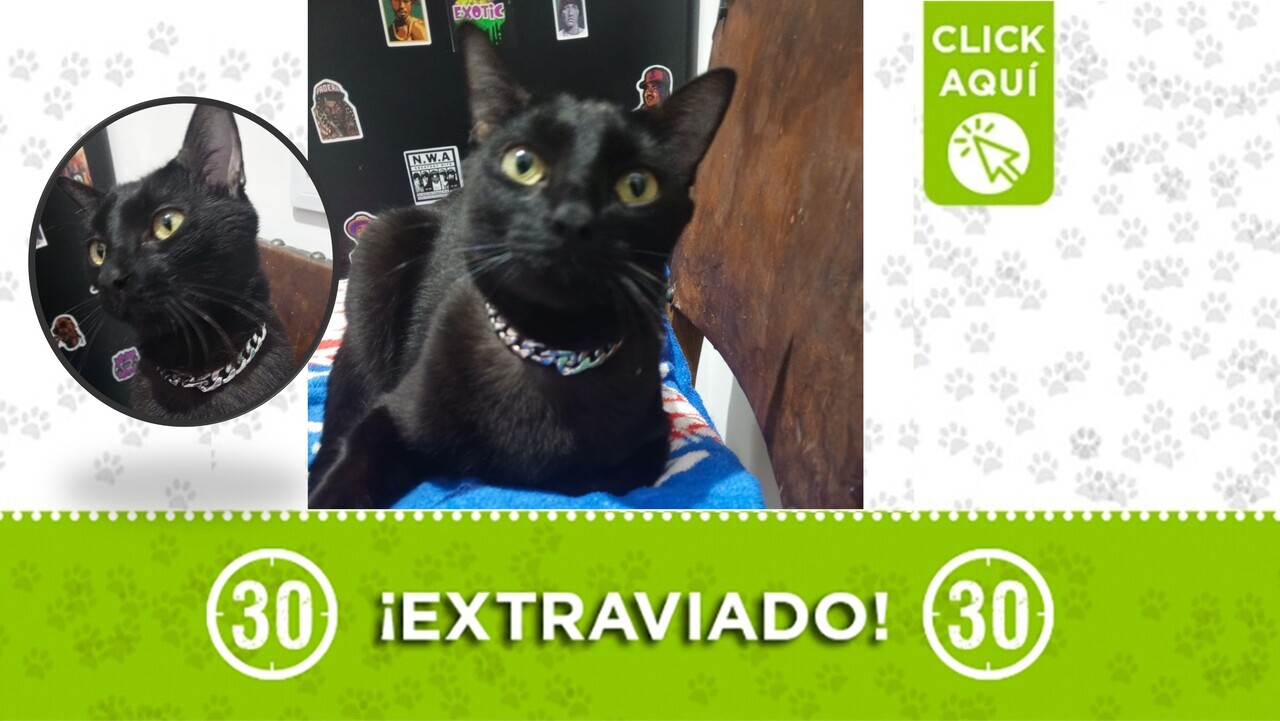 Orión, con su cadenita, se perdió esta madrugada en Manrique Versalles ¿Lo encontraste?