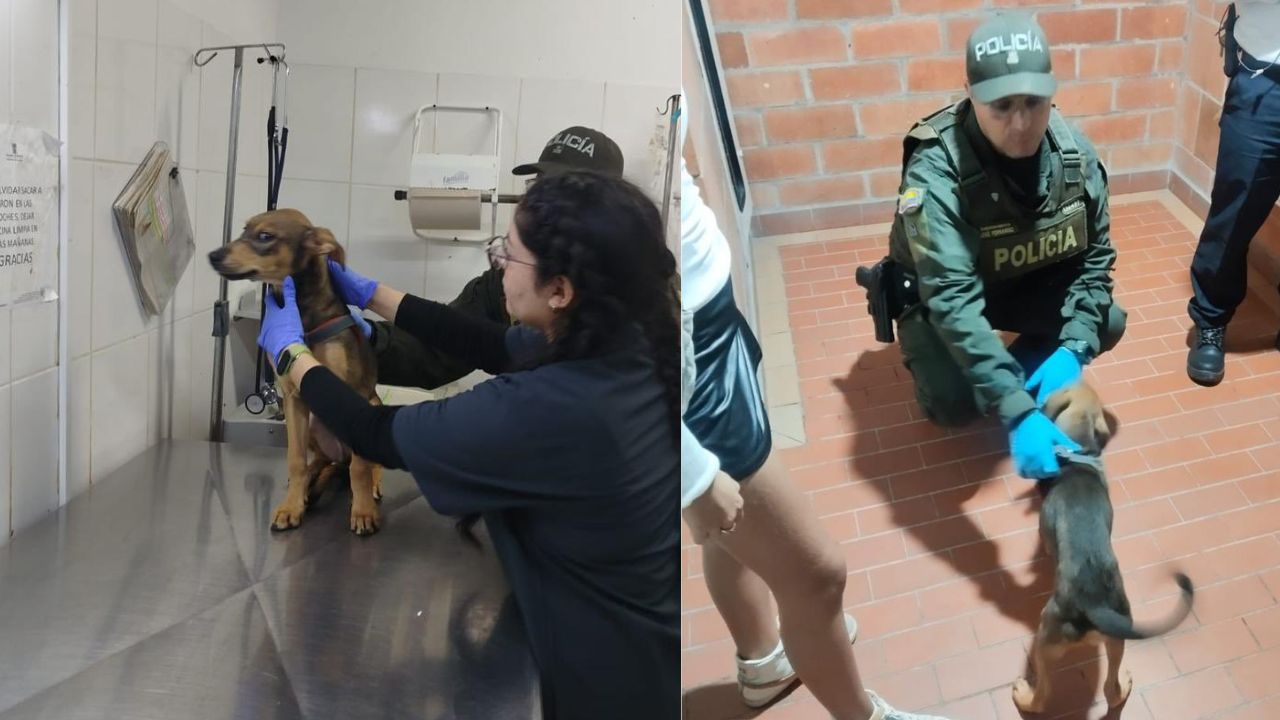 El perrito ‘Jack’ fue rescatado: así actuó la Policía en un caso de presunto maltrato en Medellín