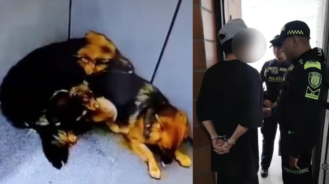 ¡Le quitaron los perritos! El maltratador de La Estrella ya fue individualizado