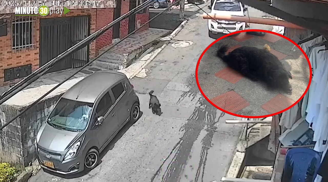 ¡Ubicado! El conductor que atropelló a «princesa» va a responder