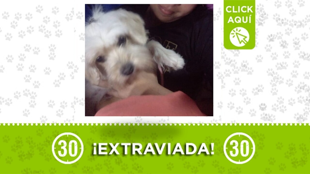 Princesa huyó del miedo de la pólvora: se extravió en el barrio Trinidad