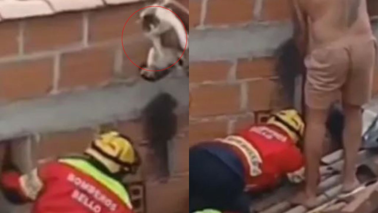 ‘Intentó una aventura y terminó atrapado’: Bomberos de Bello rescataron a un gato atrapado entre dos muros