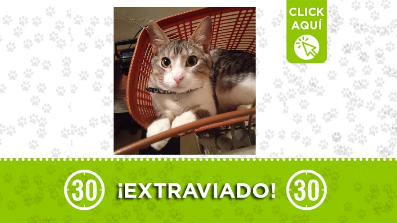 ¡Tiene collar! Se perdió Tanyiro: el gatico fue visto por última vez en Campo Valdés