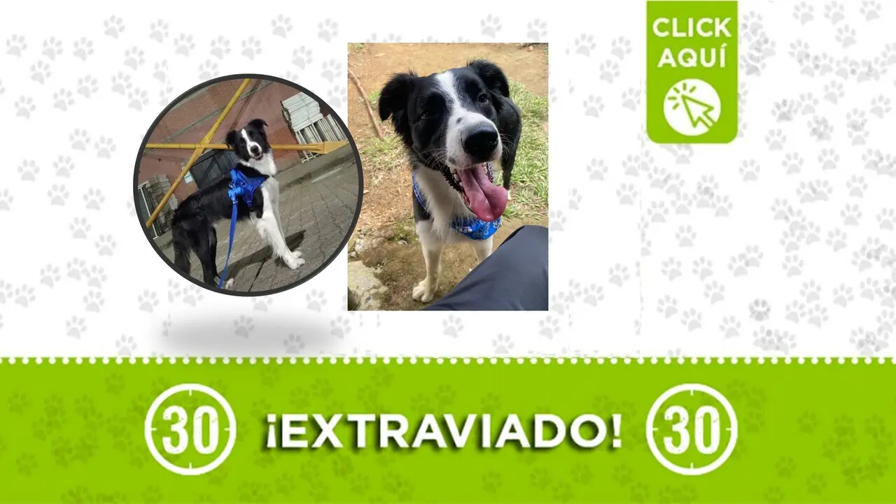 Yoshi se extravió en el municipio de Caicedo ¿nos ayudas a encontrarlo?