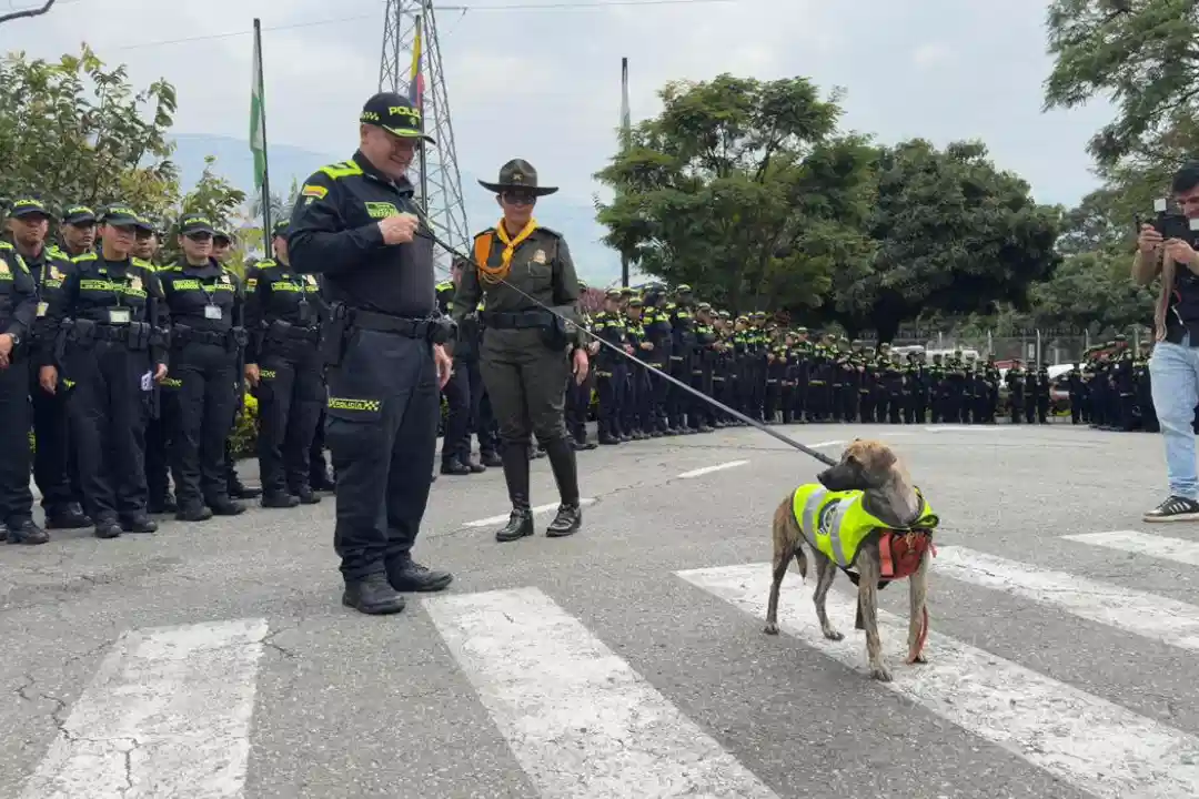 'Recibido con caricias y chaleco': 'Bizcocho', el perro que fue brutalmente agredido, ya tiene nuevo hogar