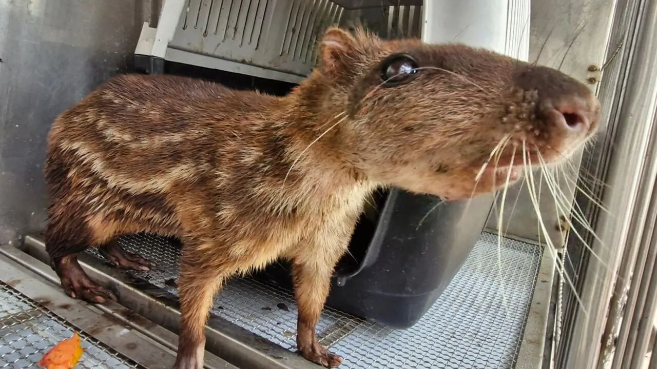 ¡Los iban a vender para la cena navideña! Rescatan 10 borugos destinados al mercado ilegal de carne en Cundinamarca.