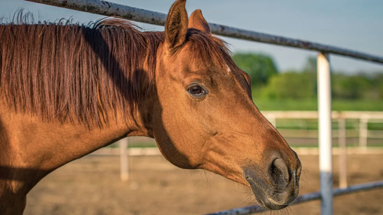 ¡Tragedia en Palmira! Niña de cuatro años murió tras caer de un caballo en un restaurante campestre