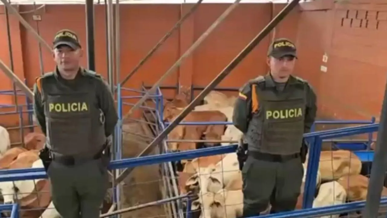 ¡Golpe al mercado ilegal! Recuperan ganado hurtado en Bogotá valorado en cerca de 200 millones de pesos