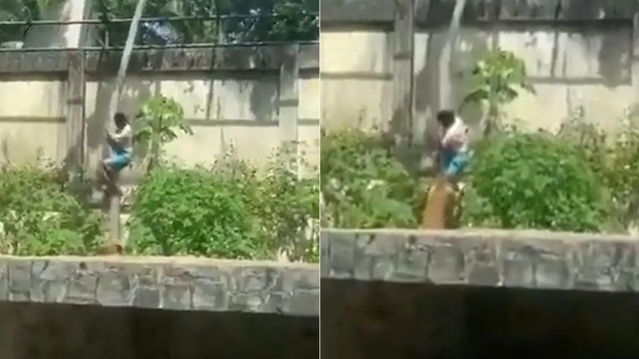 ¡Fatal imprudencia! Joven murió tras ingresar a la jaula de una leona en un zoológico de Brasil