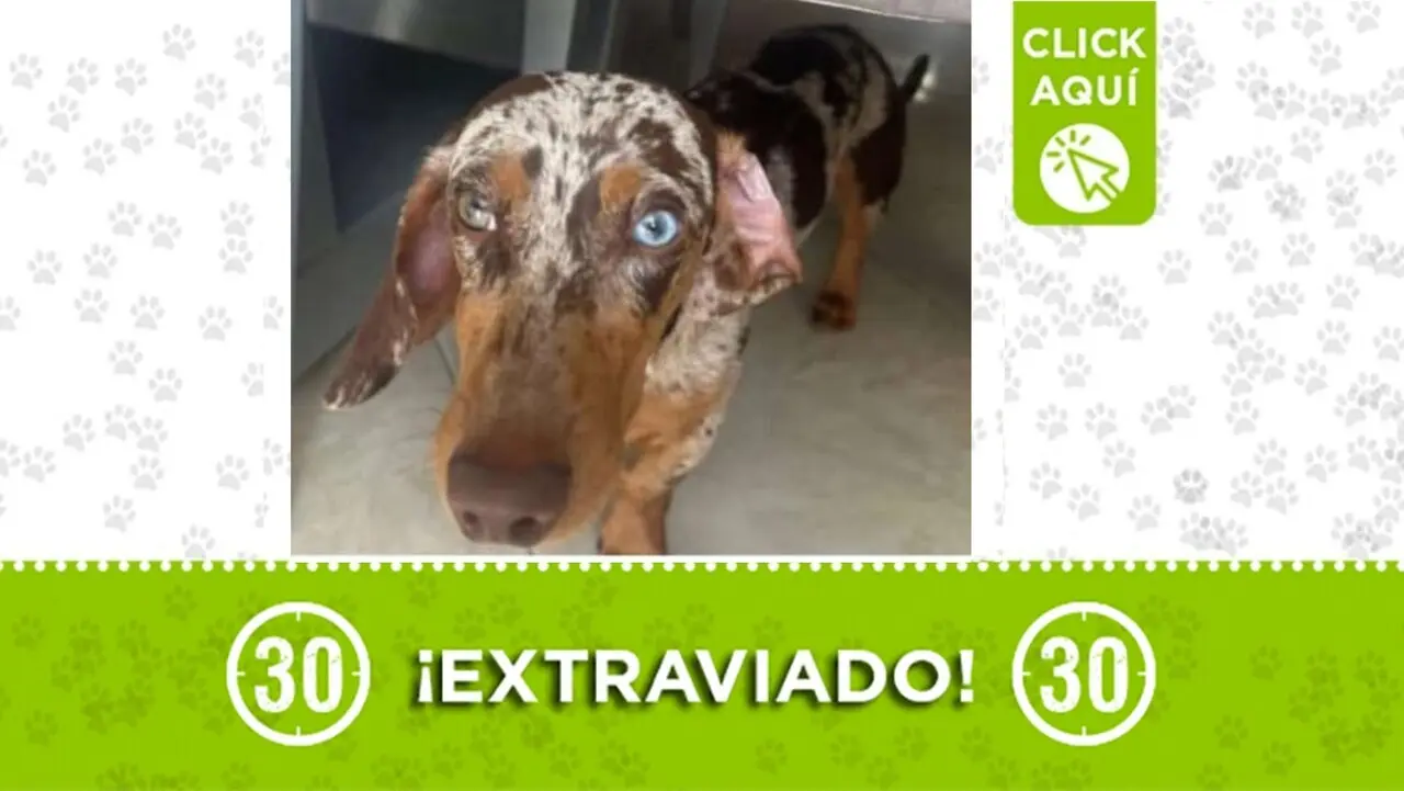 ¡Urgente! Koffy, perrito salchicha con heterocromía, se perdió en Envigado: su familia lo busca
