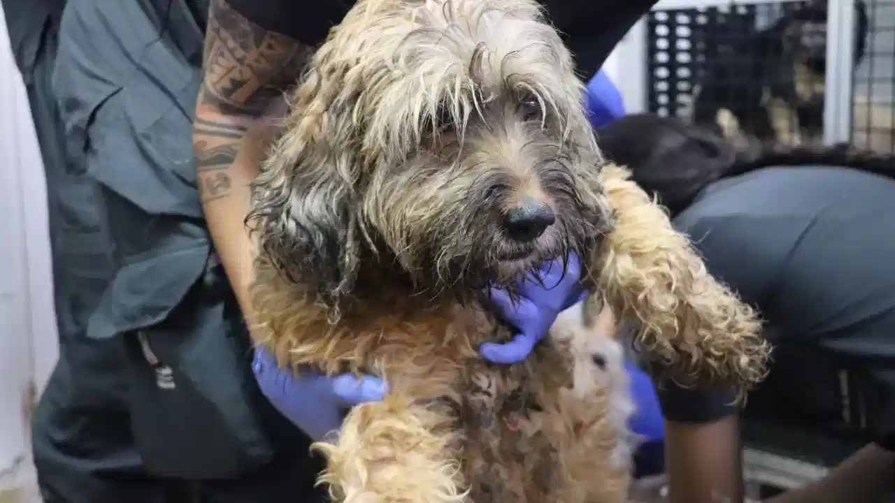 'No son juguetes de Navidad': Medellín refuerza llamado a la adopción responsable en fin de año