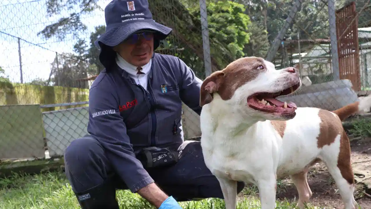 'No son juguetes de Navidad': Medellín refuerza llamado a la adopción responsable en fin de año