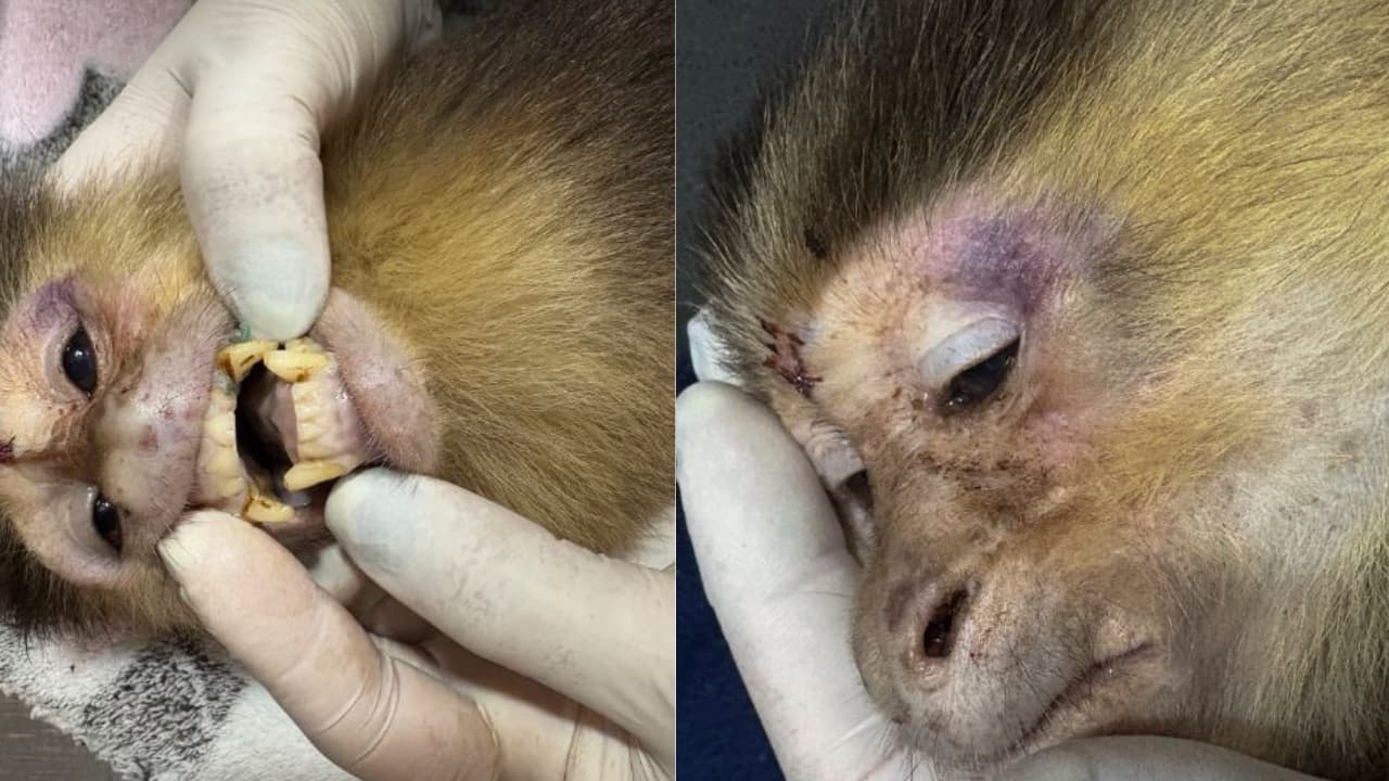 'La tenían encerrada y maltratada': Mono capuchino llega agonizando a centro de rescate en Medellín