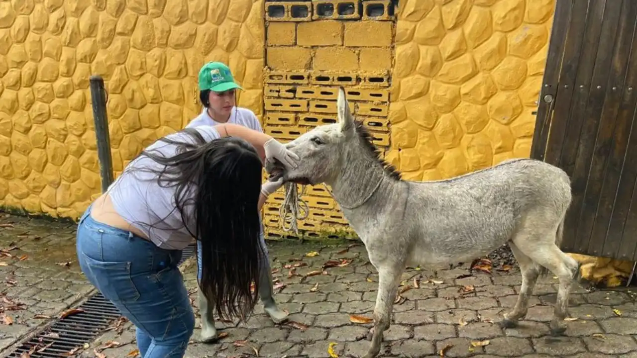 Autoridades activan protocolos para salvar un burro víctima de presunto maltrato en Bello
